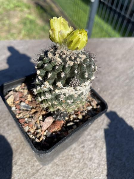 Copiapoa humilis